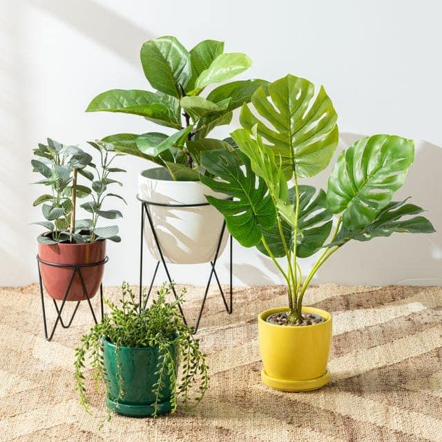 a-set-of-colorful-potted-plants-on-a-patterned-area-royalty-free-image-1716493110.jpg